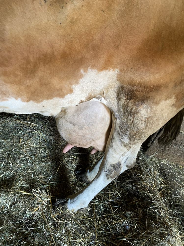 Vaca baltata romaneasca