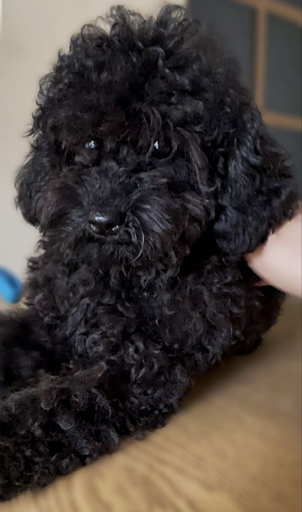 Той пудел / Toy poodle