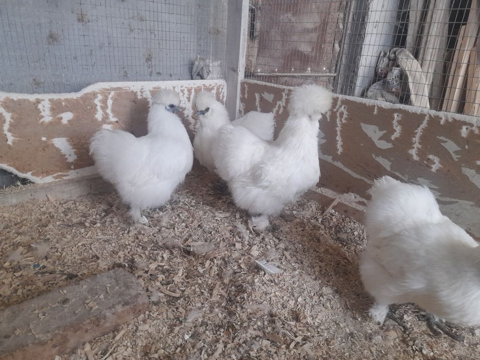 Шолк, Мрамор, Белый Золота ва шу расмдаги товукларни тухумлари бор