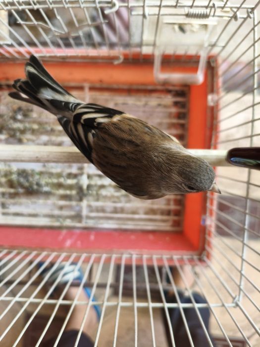 Продам гибрид самка 1 лет