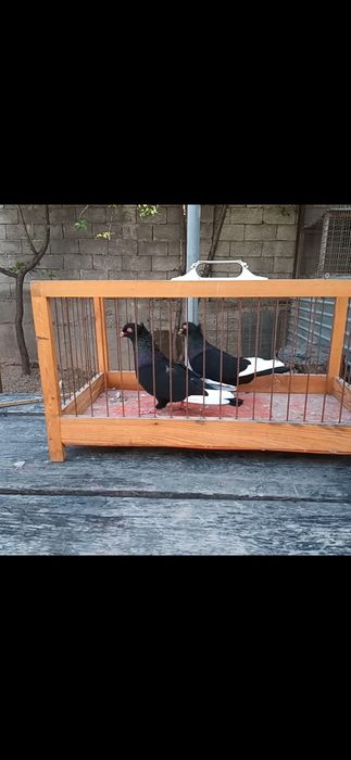 Продам американцы кармилки.