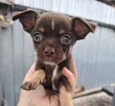 Chihuahua mascul cu acte