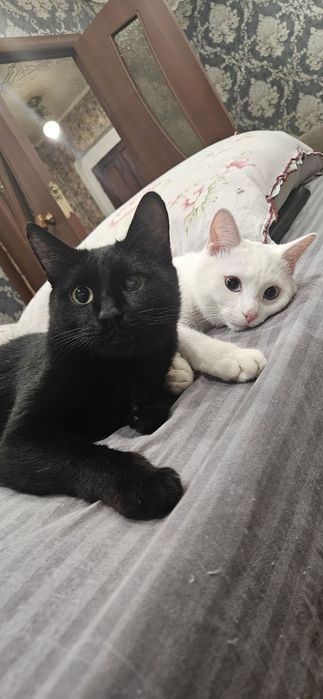 Отдам котов в добрые руки