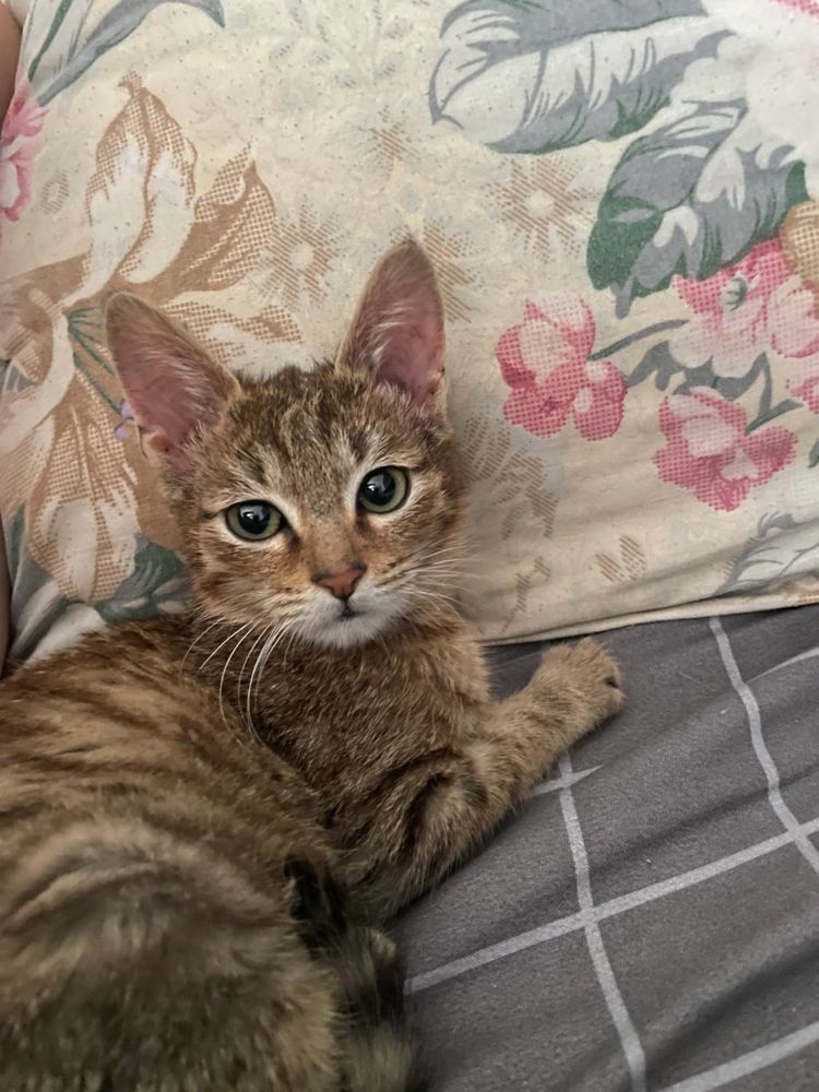 Кошка в добрые руки