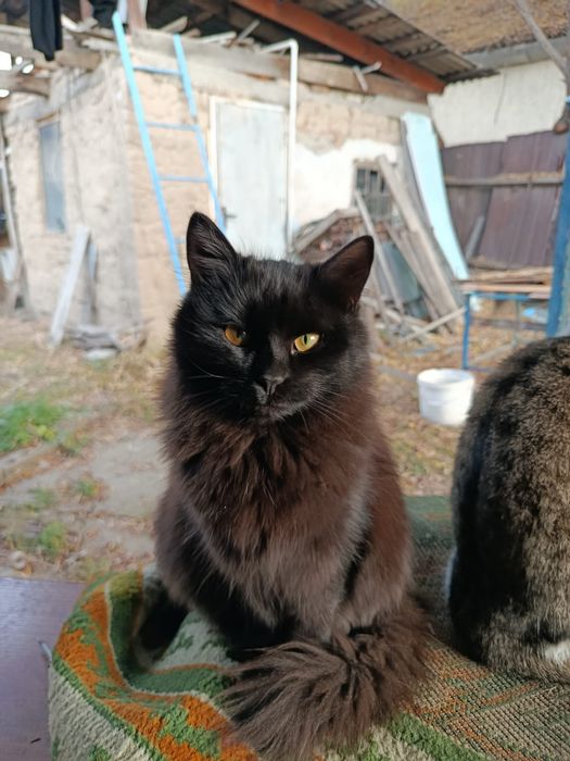 Отдам котят в хорошие руки