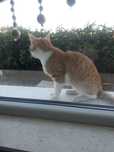 Котка женска златиста