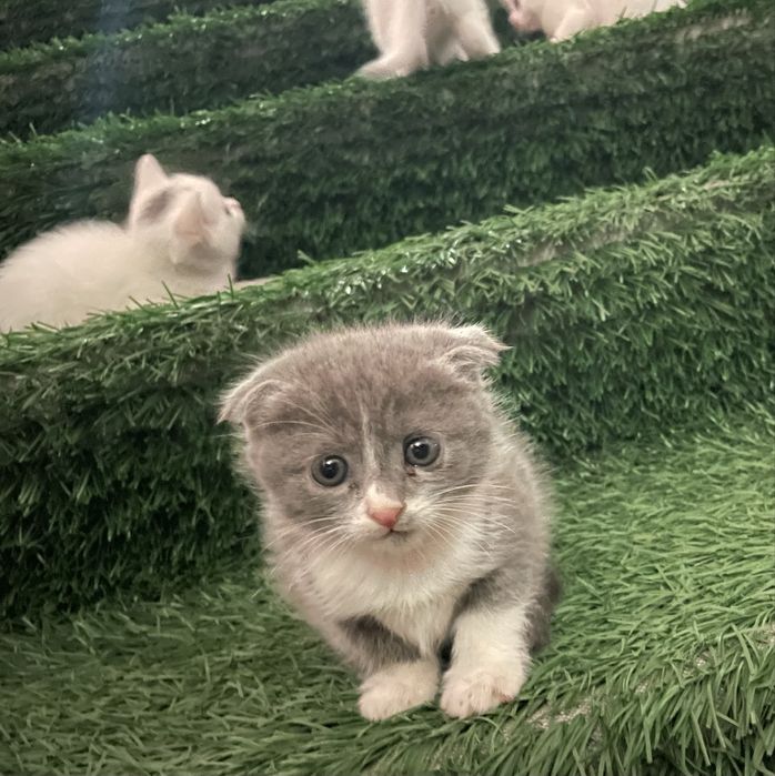 Продаются породистые котята