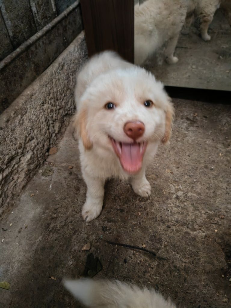 Cățeluși pufoși și jucăuși