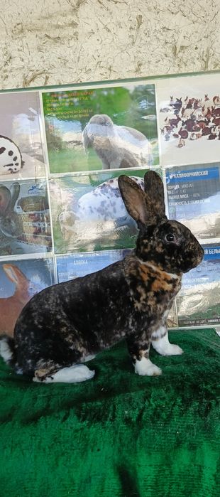 Рекс зоти куенлар