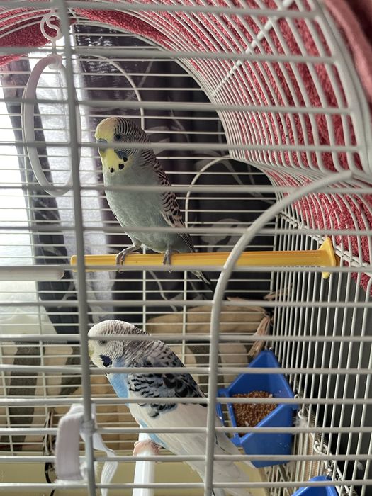 Pui de nimfa crescuti la seringa 600  lei si perusi pereche  100 lei