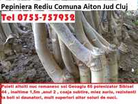 Vindem si plantam nuci altoiți Românești Geoagiu