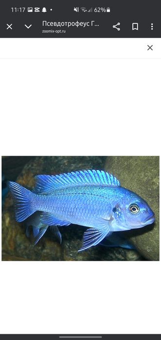 afrika cichlid sotiladi privaznoy