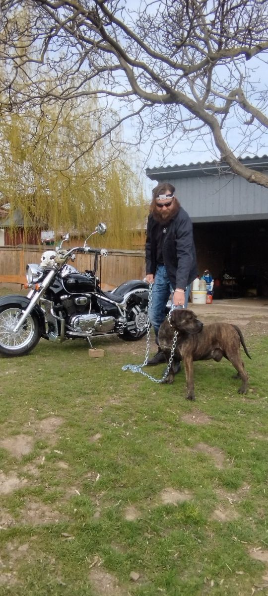 Vând Suzuki intruder vl 800