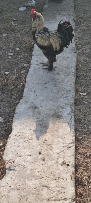 Zottor ho'roz 200ming va tovuqlar 150 mingdan