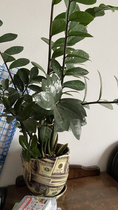 Комнатное растение , цветок