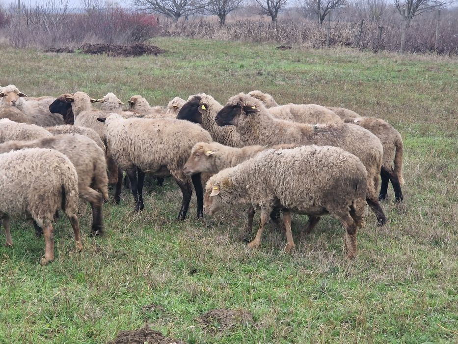 Oi de vanzare tinere