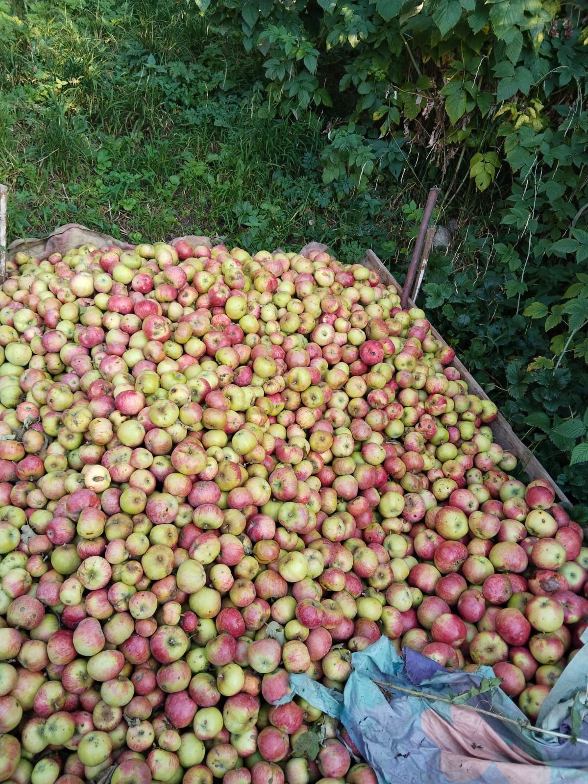 Яблоки сорт Заилийский Алатау