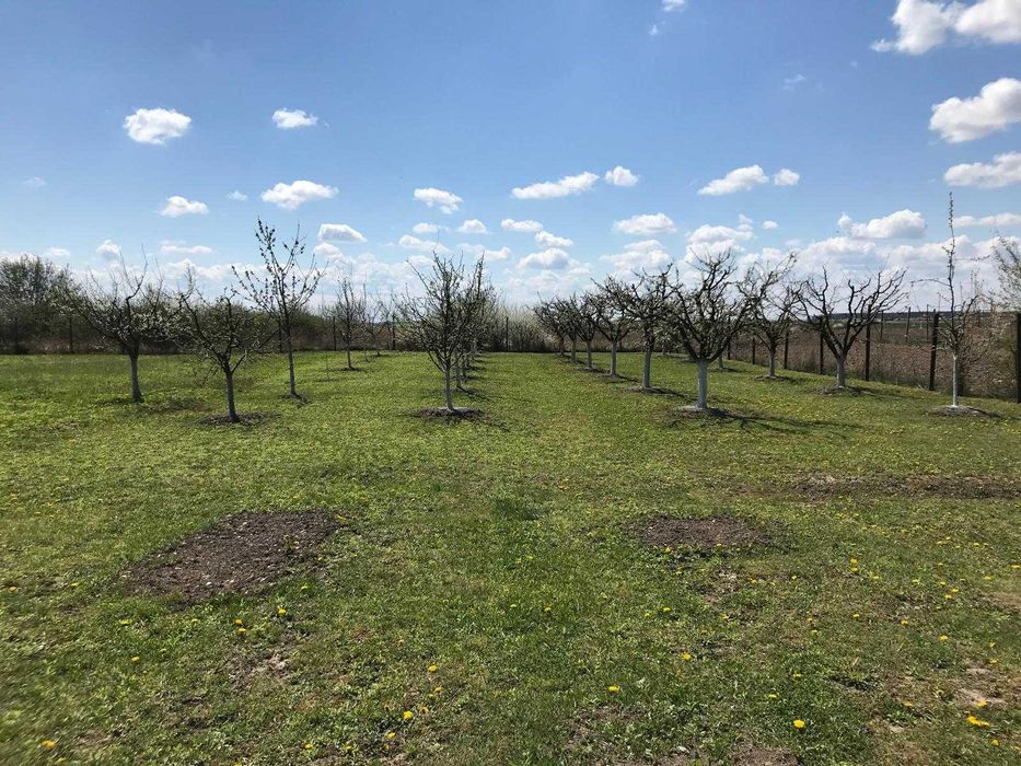 Teren 3000 mp cu pomi fructiferi