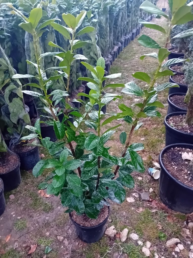 Vând plante naturale ornamentale