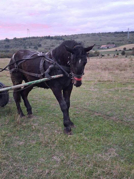 Vind minza de un an si 6 luni