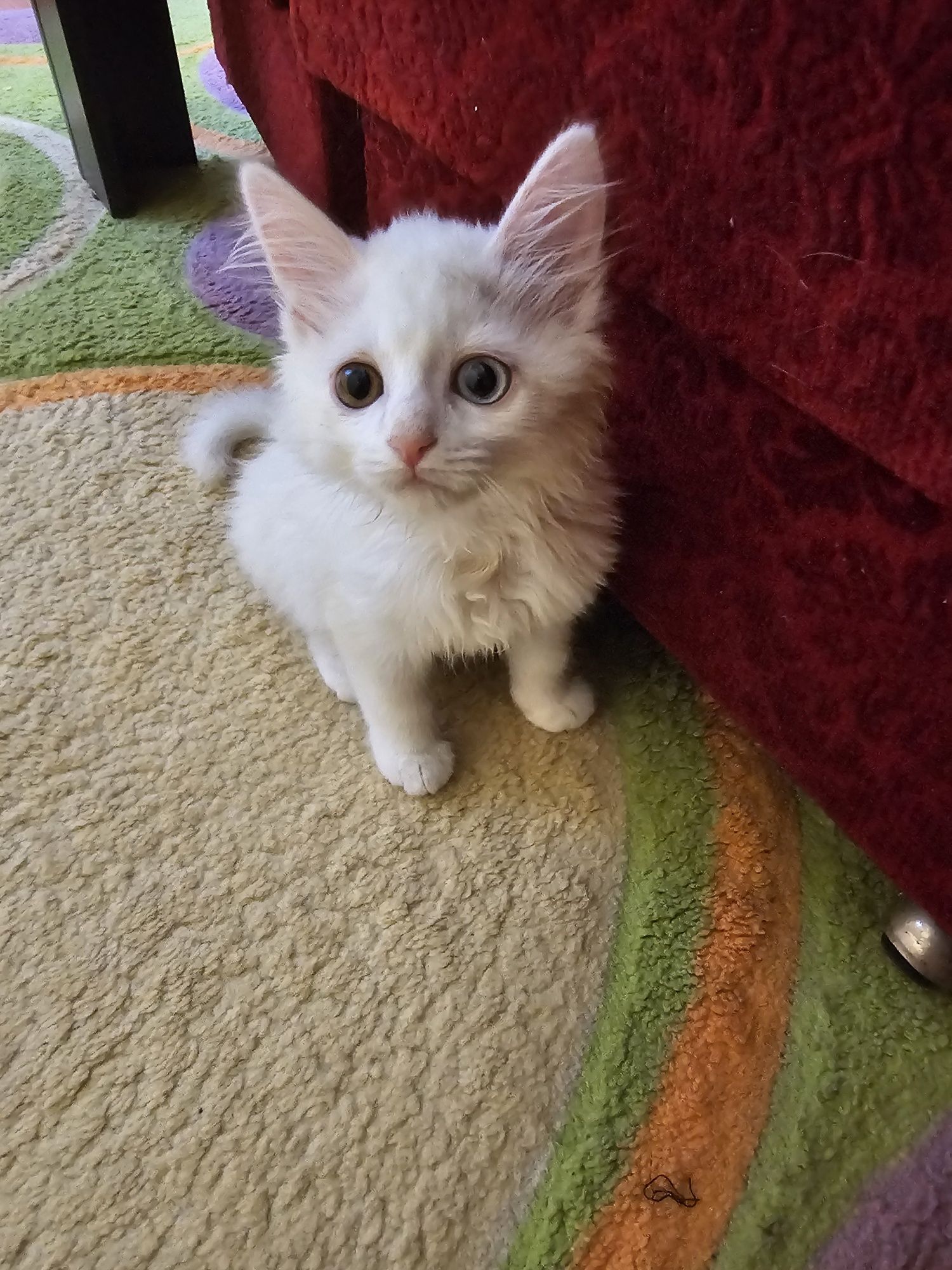 Котка порода - турска Ван