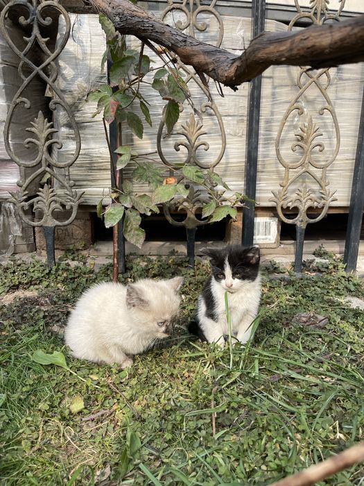 Отдам двух котят