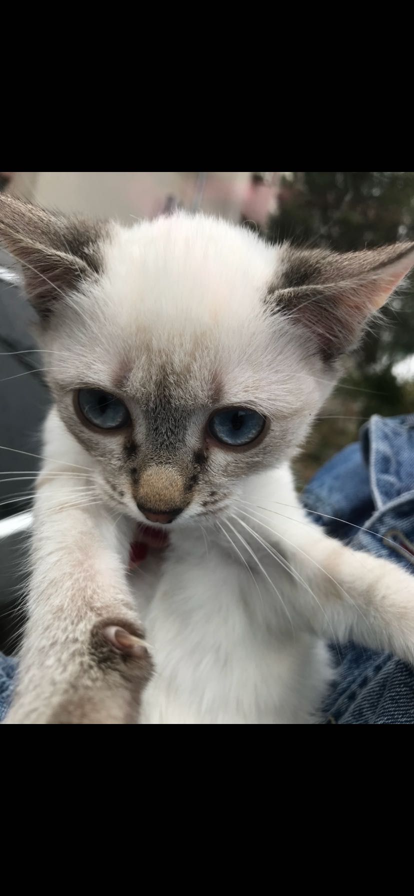Adoptie pisoi birmanezi metisi 2 luni jumatate