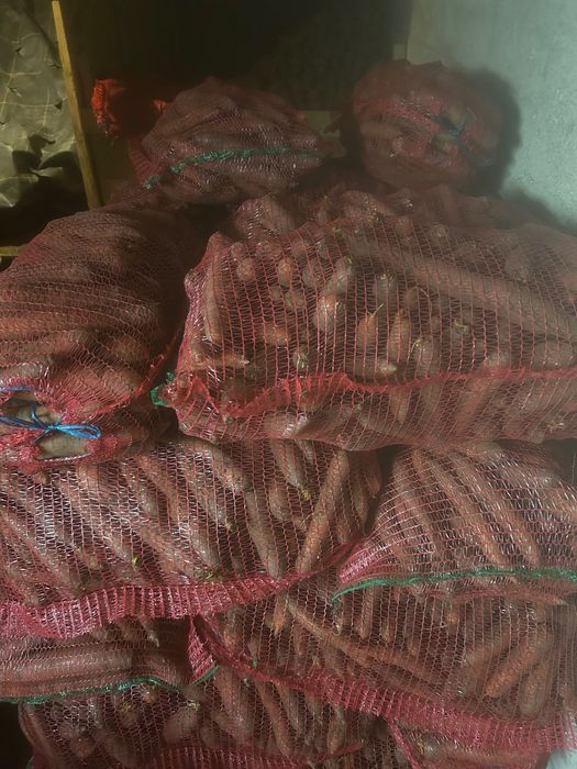 Morcov și sfeclă roșie