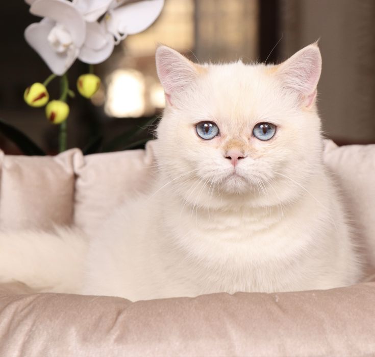 Британская шиншилла