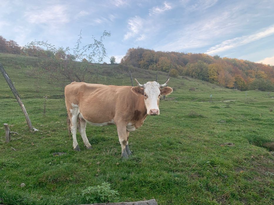 Vaci gestante de vânzare