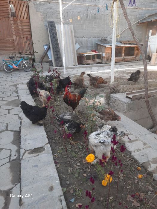 Xonaki tovuqlar sotiladi donasi 120 ming .Продаётся домашние курицы