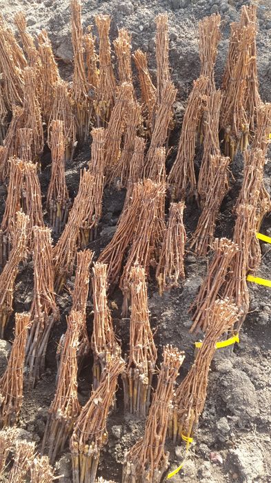 Vita altoita de la producători