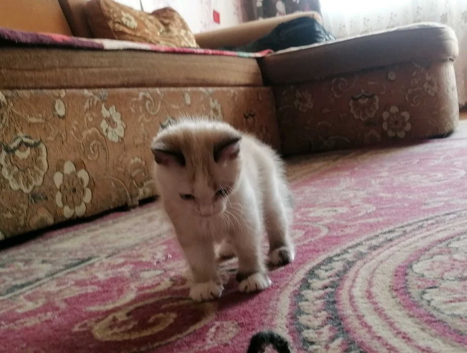 Сиамская кошечка.