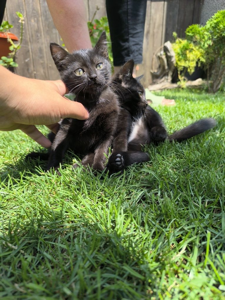 Подаряваме малки котета!