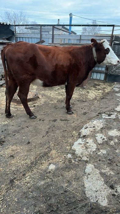 Продам телочку 2 года.