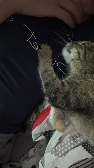 Отдам котенка в добрые руки