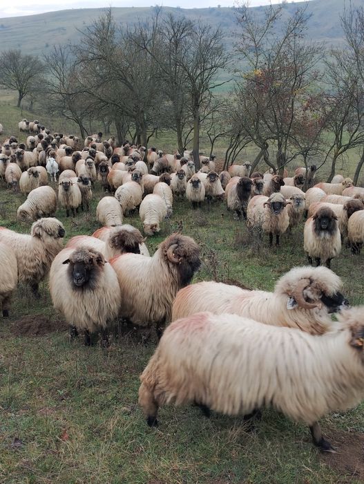 Oi bucalai disponibile