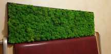 Tablou licheni 100x30 verde deschis