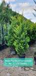 Chiparos Leylandii Gold Rider, gard viu vesnic verde