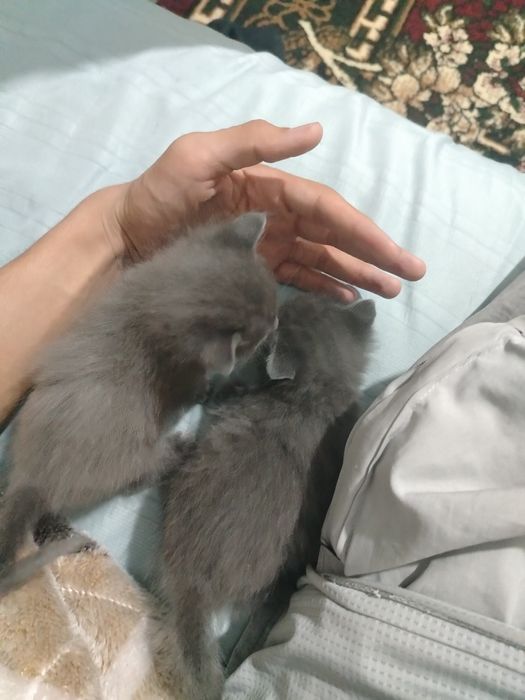 Mushuk bolalari. Котёнок