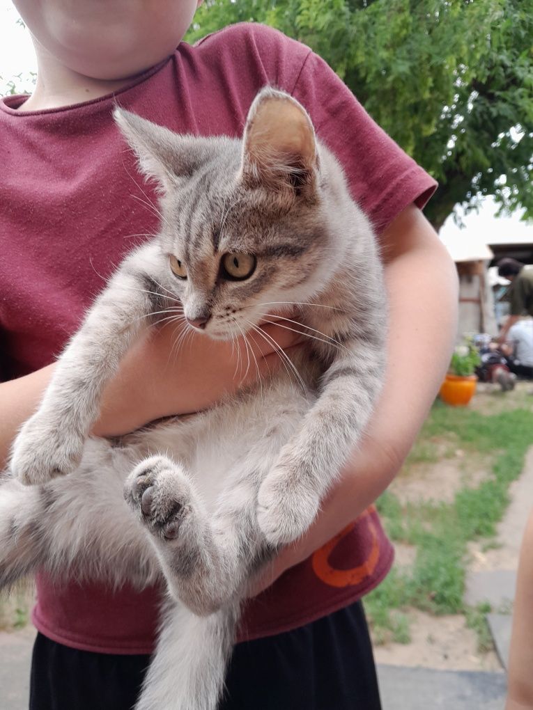 Отдам чистого воспитанного котёнка в хорошую семью