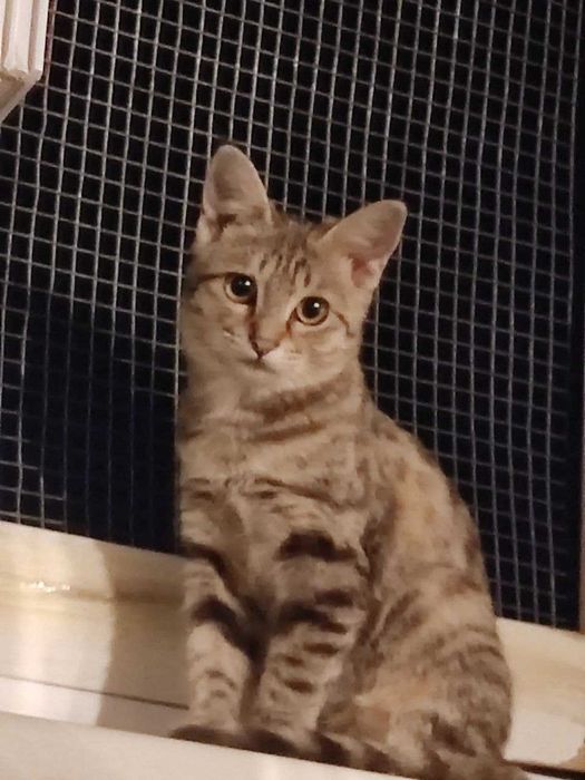 Котенок девочка.