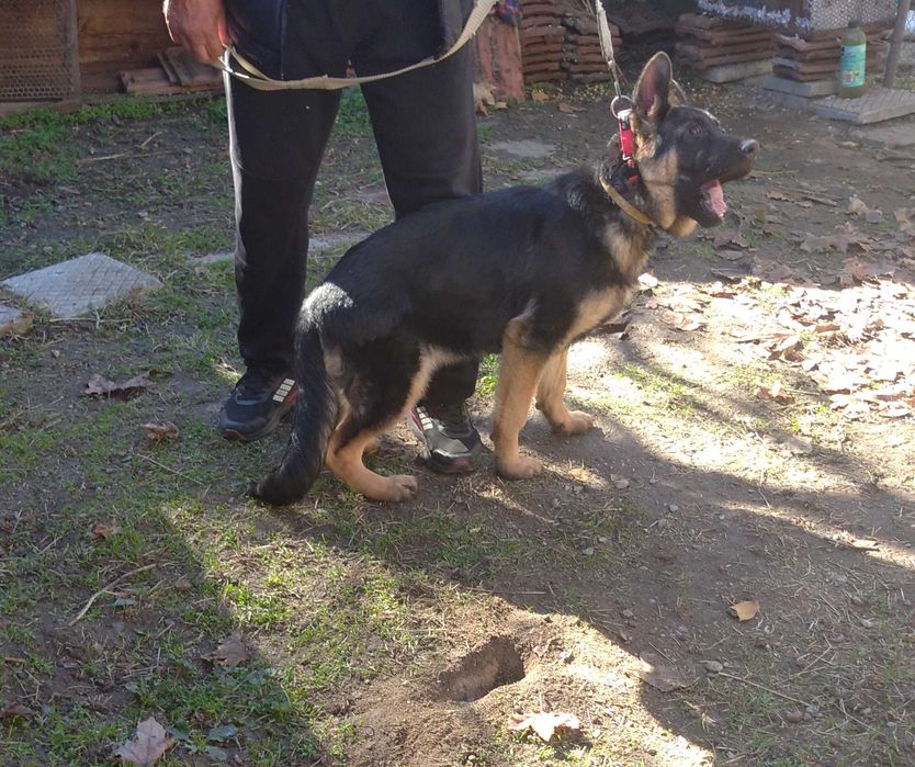 Немска овчарка женска