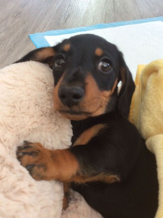 Продам щенка Такса