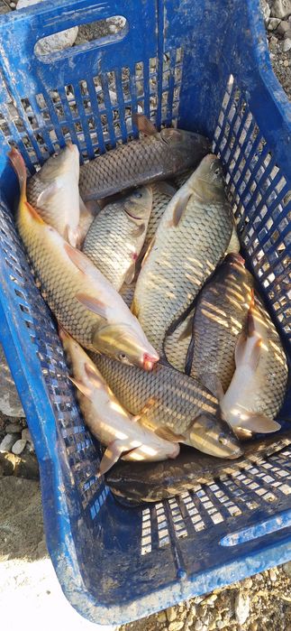 Зарибителен материал