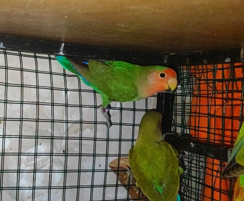 Pui papagali Agapornis Amorezi pasăre blânzi
