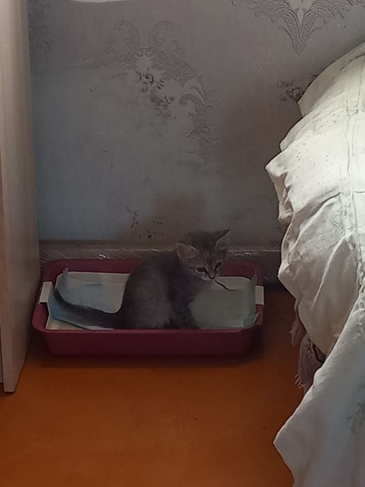 Отдам котенка в хорошии руки