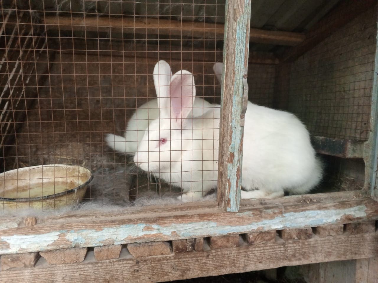 Продам кроликов самок и самцов