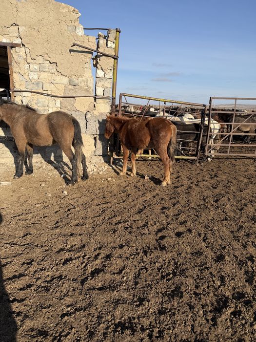 Продам лошадь тай 1,5 года