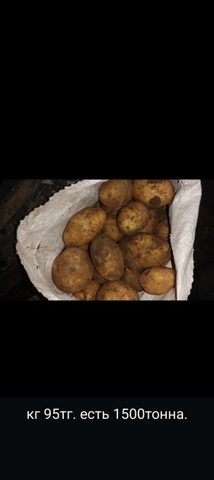 Картошка Калкаман сохраняется на зиму